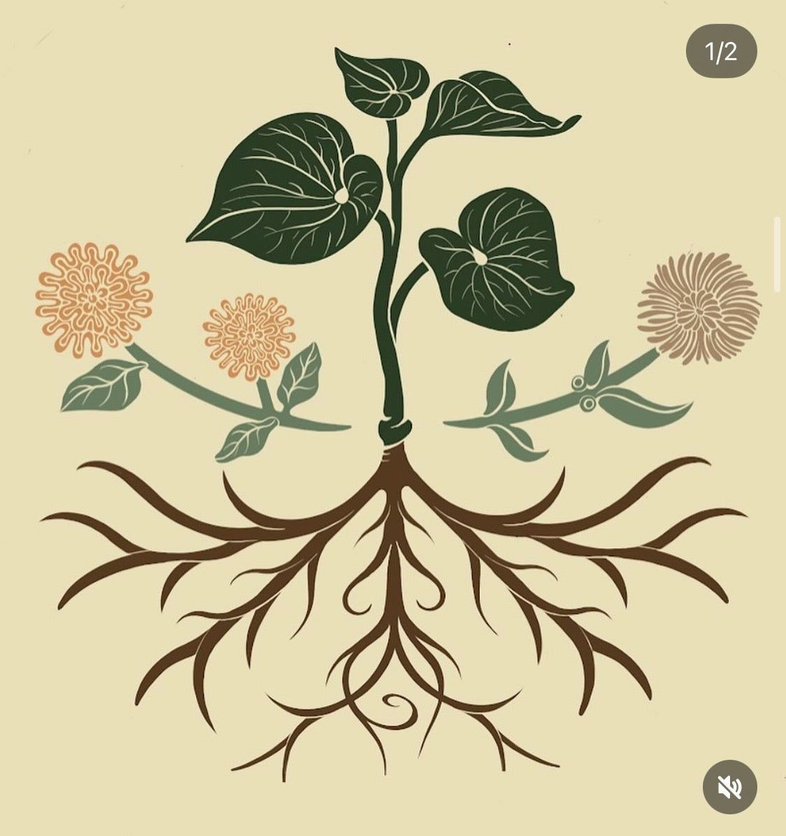 Medicine Plants